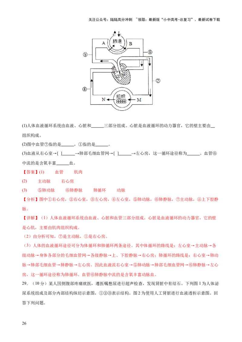 热点三人体生理活动模型构建（测试）（解析版）_02中考总复习（2026版更新中）_08-生物-中考总复习_2025中考复习资料_2025中考二轮课件ppt+讲义+练习生物_测试