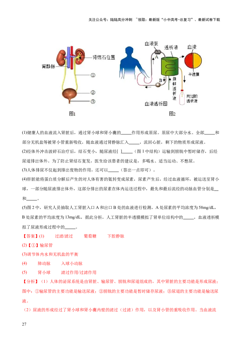 热点三人体生理活动模型构建（测试）（解析版）_02中考总复习（2026版更新中）_08-生物-中考总复习_2025中考复习资料_2025中考二轮课件ppt+讲义+练习生物_测试