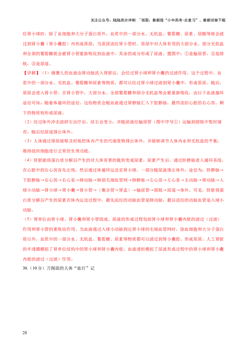 热点三人体生理活动模型构建（测试）（解析版）_02中考总复习（2026版更新中）_08-生物-中考总复习_2025中考复习资料_2025中考二轮课件ppt+讲义+练习生物_测试