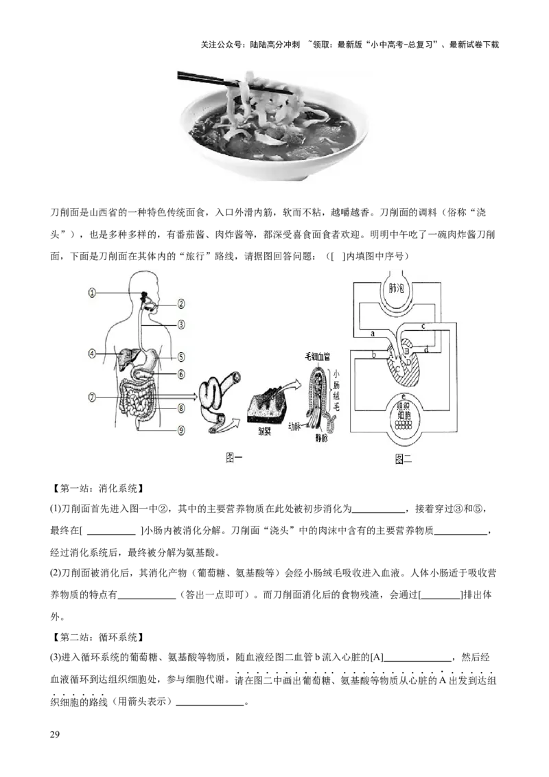 热点三人体生理活动模型构建（测试）（解析版）_02中考总复习（2026版更新中）_08-生物-中考总复习_2025中考复习资料_2025中考二轮课件ppt+讲义+练习生物_测试