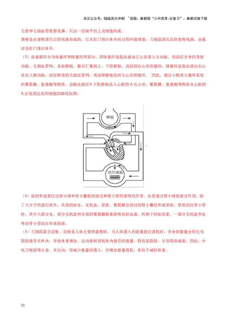 热点三人体生理活动模型构建（测试）（解析版）_02中考总复习（2026版更新中）_08-生物-中考总复习_2025中考复习资料_2025中考二轮课件ppt+讲义+练习生物_测试