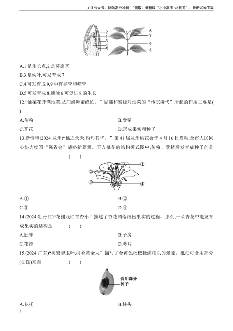第06讲　被子植物的一生2025年中考生物学专题练习（含答案）_02中考总复习（2026版更新中）_08-生物-中考总复习_2025中考复习资料_2025年中考生物学专题练习(含答案)