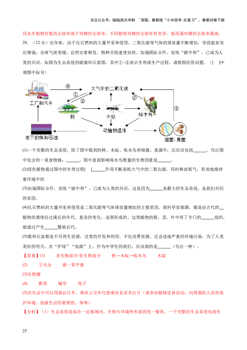热点突破01食物网和碳循环模型的构建（测试）（解析版）_02中考总复习（2026版更新中）_08-生物-中考总复习_2025中考复习资料_2025中考二轮课件ppt+讲义+练习生物_测试
