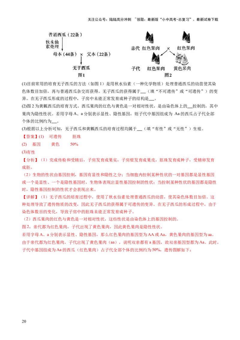 热点突破04基因组成及概率计算（讲练）（解析版）_02中考总复习（2026版更新中）_08-生物-中考总复习_2025中考复习资料_2025中考二轮课件ppt+讲义+练习生物_讲义+练习