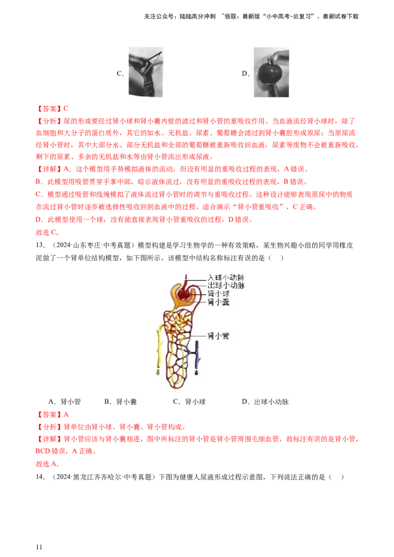 热点突破03人体生理活动模型构建（讲练）（解析版）_02中考总复习（2026版更新中）_08-生物-中考总复习_2025中考复习资料_2025中考二轮课件ppt+讲义+练习生物_讲义+练习