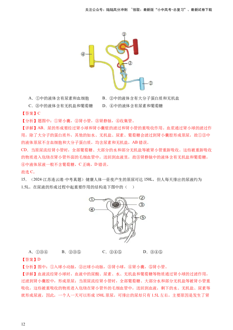 热点突破03人体生理活动模型构建（讲练）（解析版）_02中考总复习（2026版更新中）_08-生物-中考总复习_2025中考复习资料_2025中考二轮课件ppt+讲义+练习生物_讲义+练习