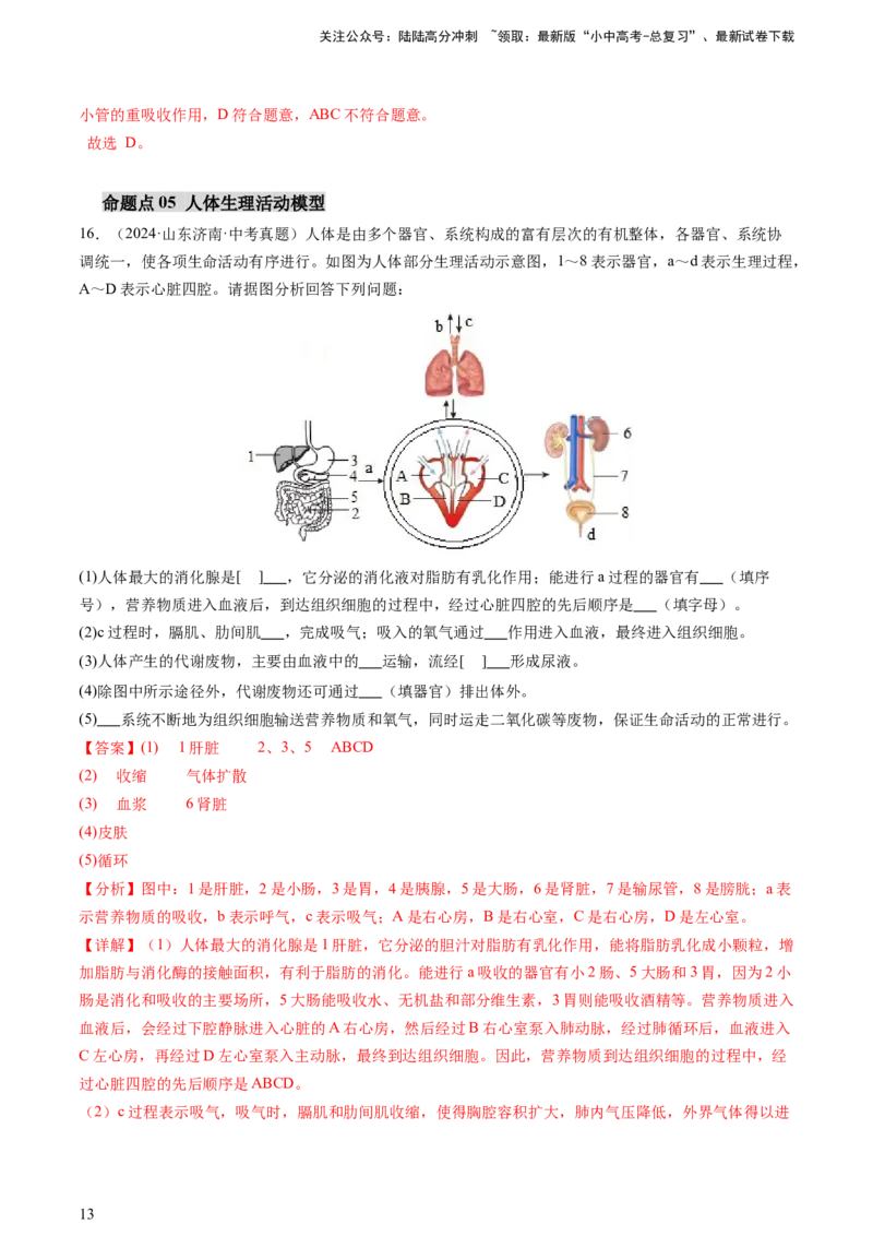 热点突破03人体生理活动模型构建（讲练）（解析版）_02中考总复习（2026版更新中）_08-生物-中考总复习_2025中考复习资料_2025中考二轮课件ppt+讲义+练习生物_讲义+练习