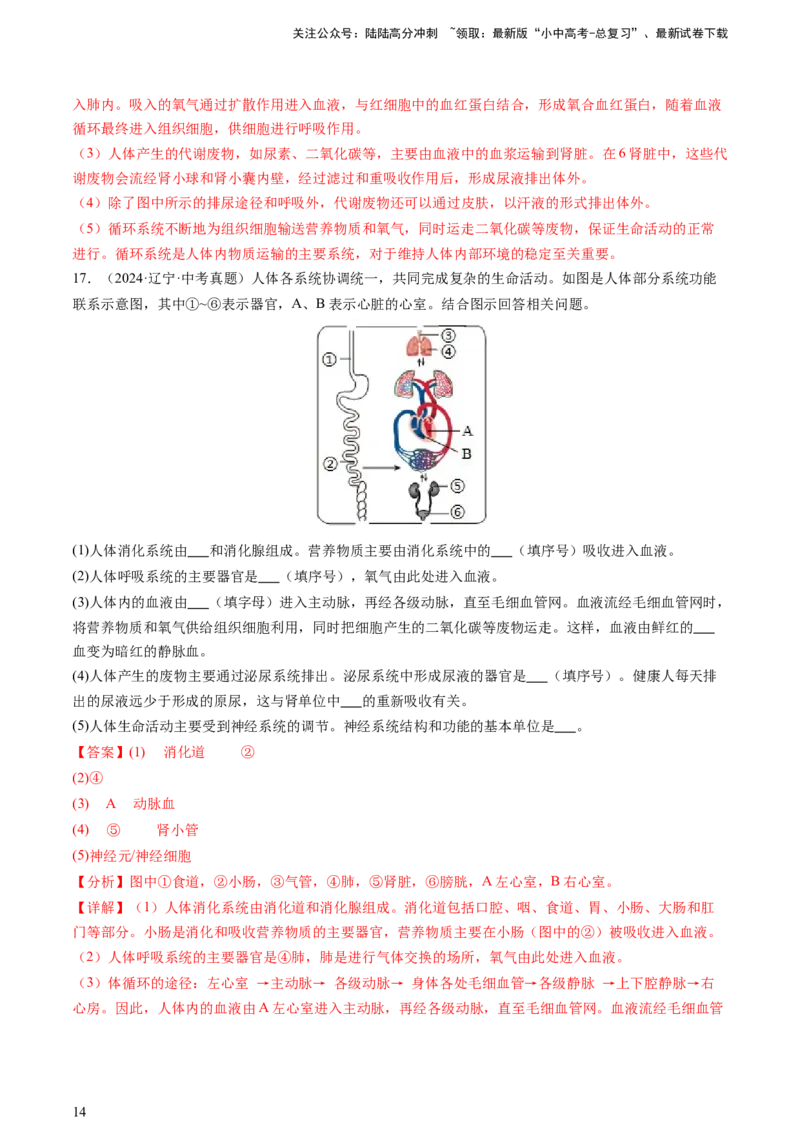 热点突破03人体生理活动模型构建（讲练）（解析版）_02中考总复习（2026版更新中）_08-生物-中考总复习_2025中考复习资料_2025中考二轮课件ppt+讲义+练习生物_讲义+练习