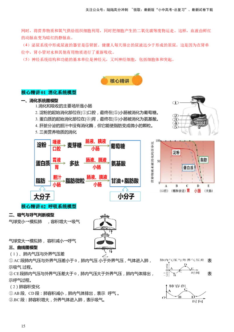 热点突破03人体生理活动模型构建（讲练）（解析版）_02中考总复习（2026版更新中）_08-生物-中考总复习_2025中考复习资料_2025中考二轮课件ppt+讲义+练习生物_讲义+练习