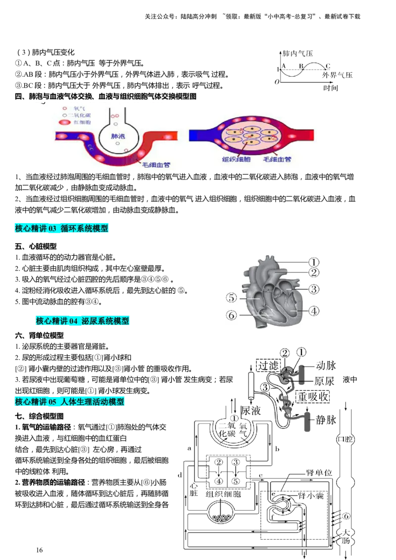 热点突破03人体生理活动模型构建（讲练）（解析版）_02中考总复习（2026版更新中）_08-生物-中考总复习_2025中考复习资料_2025中考二轮课件ppt+讲义+练习生物_讲义+练习