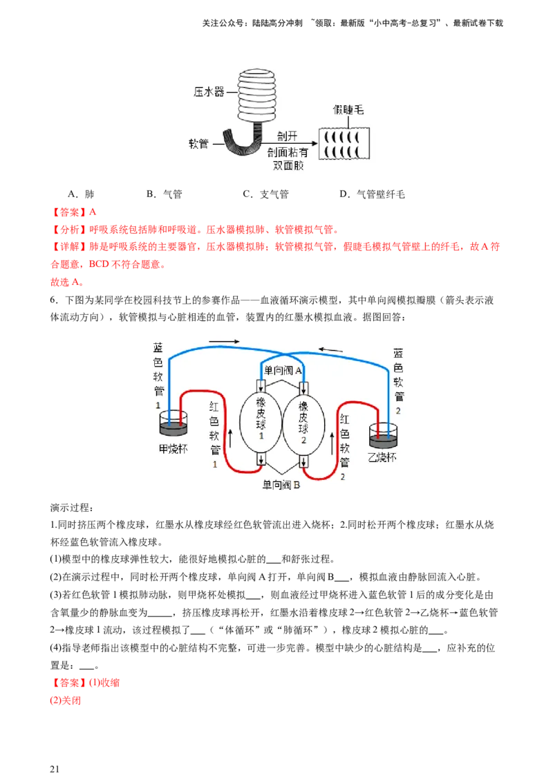 热点突破03人体生理活动模型构建（讲练）（解析版）_02中考总复习（2026版更新中）_08-生物-中考总复习_2025中考复习资料_2025中考二轮课件ppt+讲义+练习生物_讲义+练习