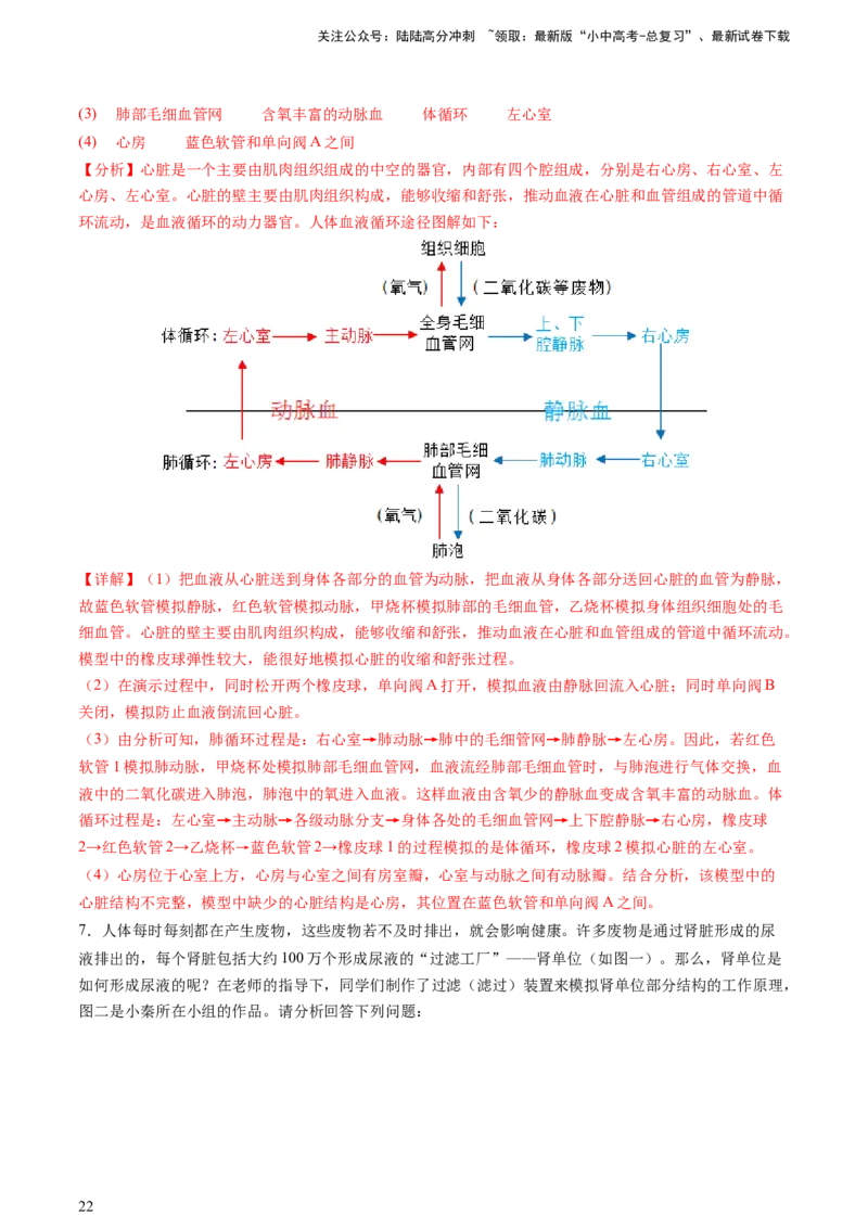 热点突破03人体生理活动模型构建（讲练）（解析版）_02中考总复习（2026版更新中）_08-生物-中考总复习_2025中考复习资料_2025中考二轮课件ppt+讲义+练习生物_讲义+练习