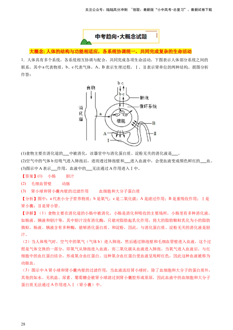 热点突破03人体生理活动模型构建（讲练）（解析版）_02中考总复习（2026版更新中）_08-生物-中考总复习_2025中考复习资料_2025中考二轮课件ppt+讲义+练习生物_讲义+练习
