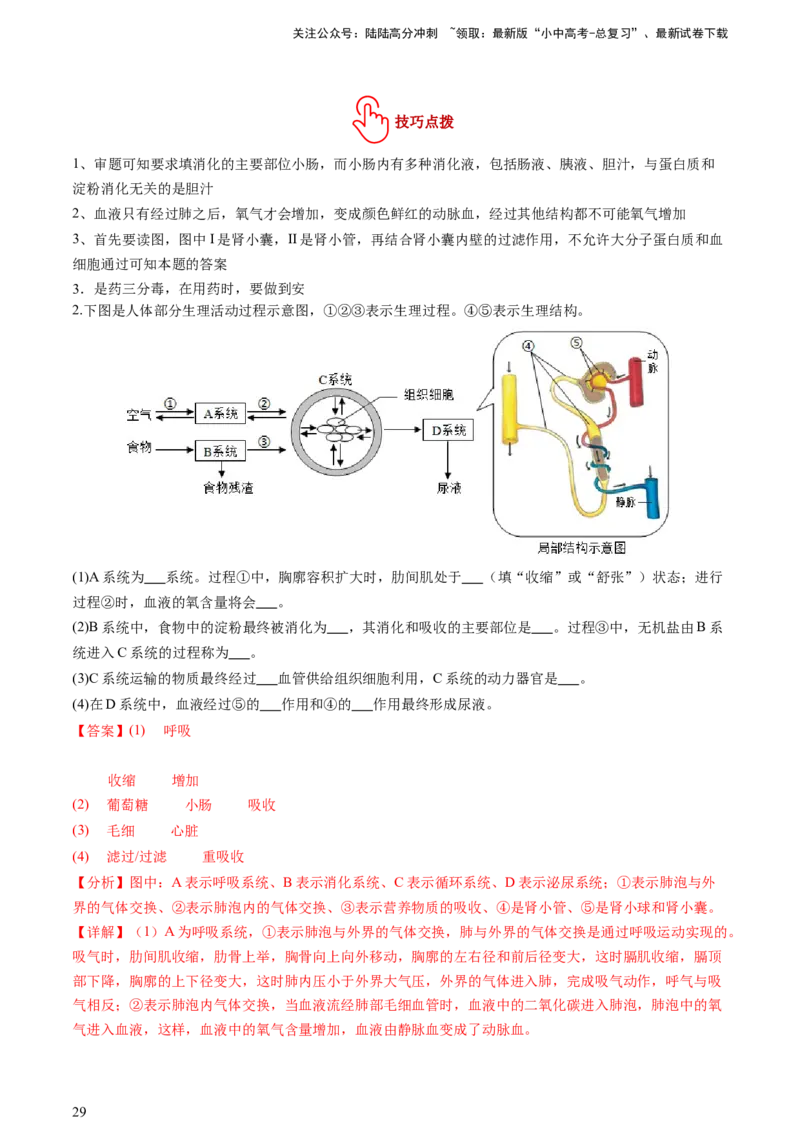 热点突破03人体生理活动模型构建（讲练）（解析版）_02中考总复习（2026版更新中）_08-生物-中考总复习_2025中考复习资料_2025中考二轮课件ppt+讲义+练习生物_讲义+练习