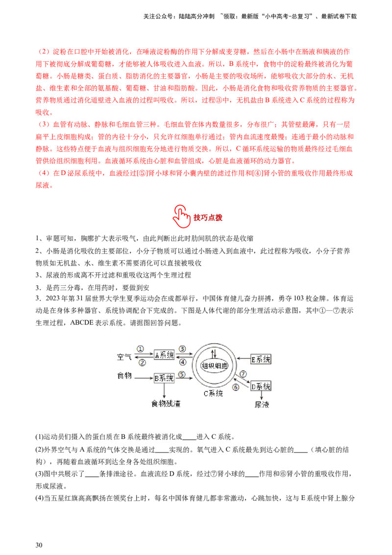 热点突破03人体生理活动模型构建（讲练）（解析版）_02中考总复习（2026版更新中）_08-生物-中考总复习_2025中考复习资料_2025中考二轮课件ppt+讲义+练习生物_讲义+练习