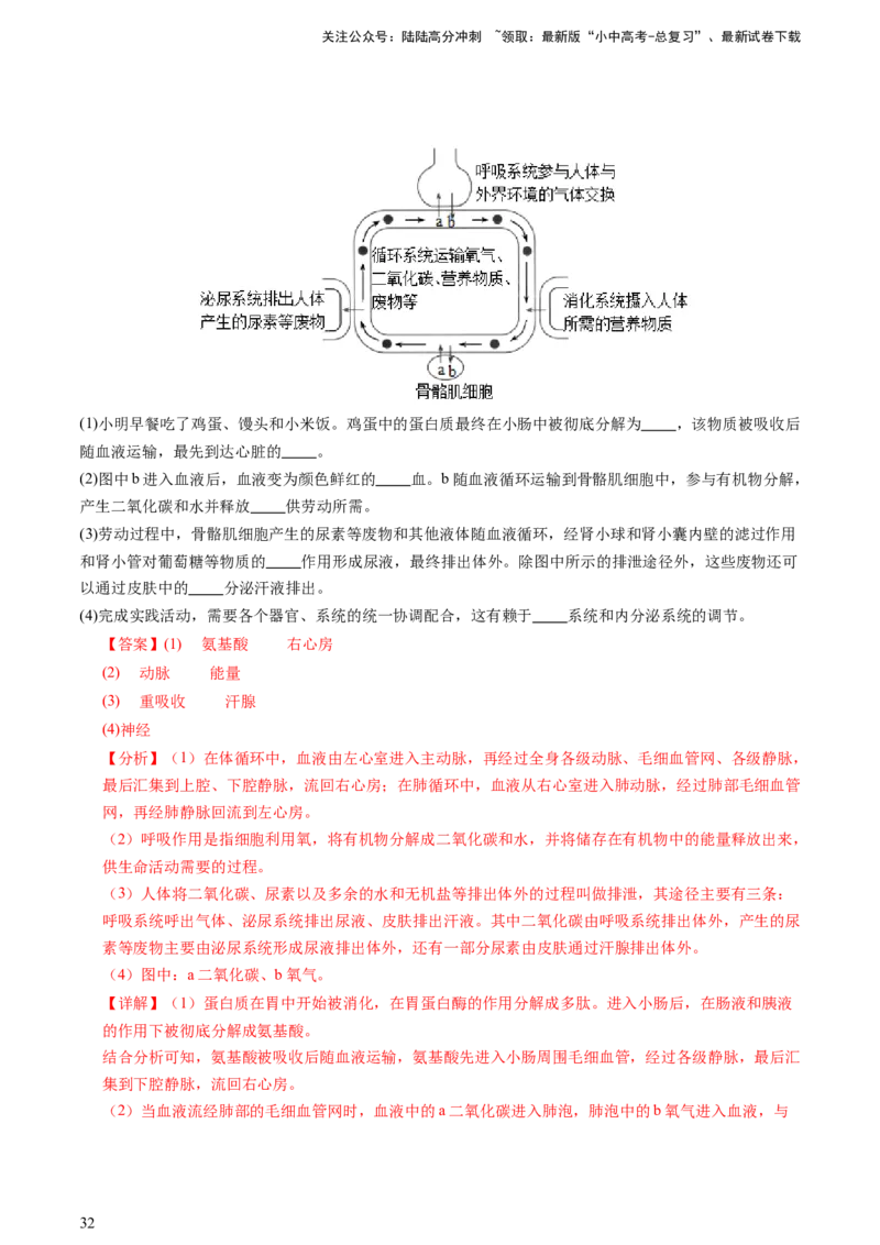热点突破03人体生理活动模型构建（讲练）（解析版）_02中考总复习（2026版更新中）_08-生物-中考总复习_2025中考复习资料_2025中考二轮课件ppt+讲义+练习生物_讲义+练习