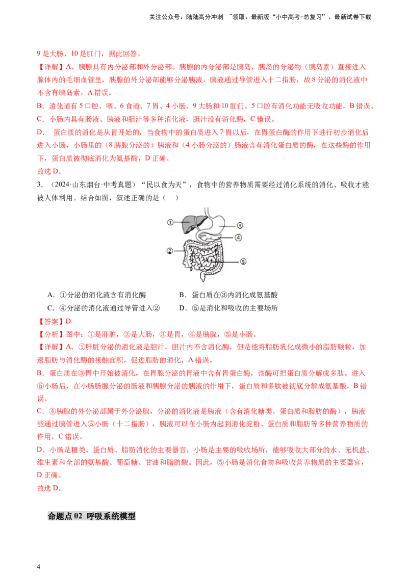 热点突破03人体生理活动模型构建（讲练）（解析版）_02中考总复习（2026版更新中）_08-生物-中考总复习_2025中考复习资料_2025中考二轮课件ppt+讲义+练习生物_讲义+练习