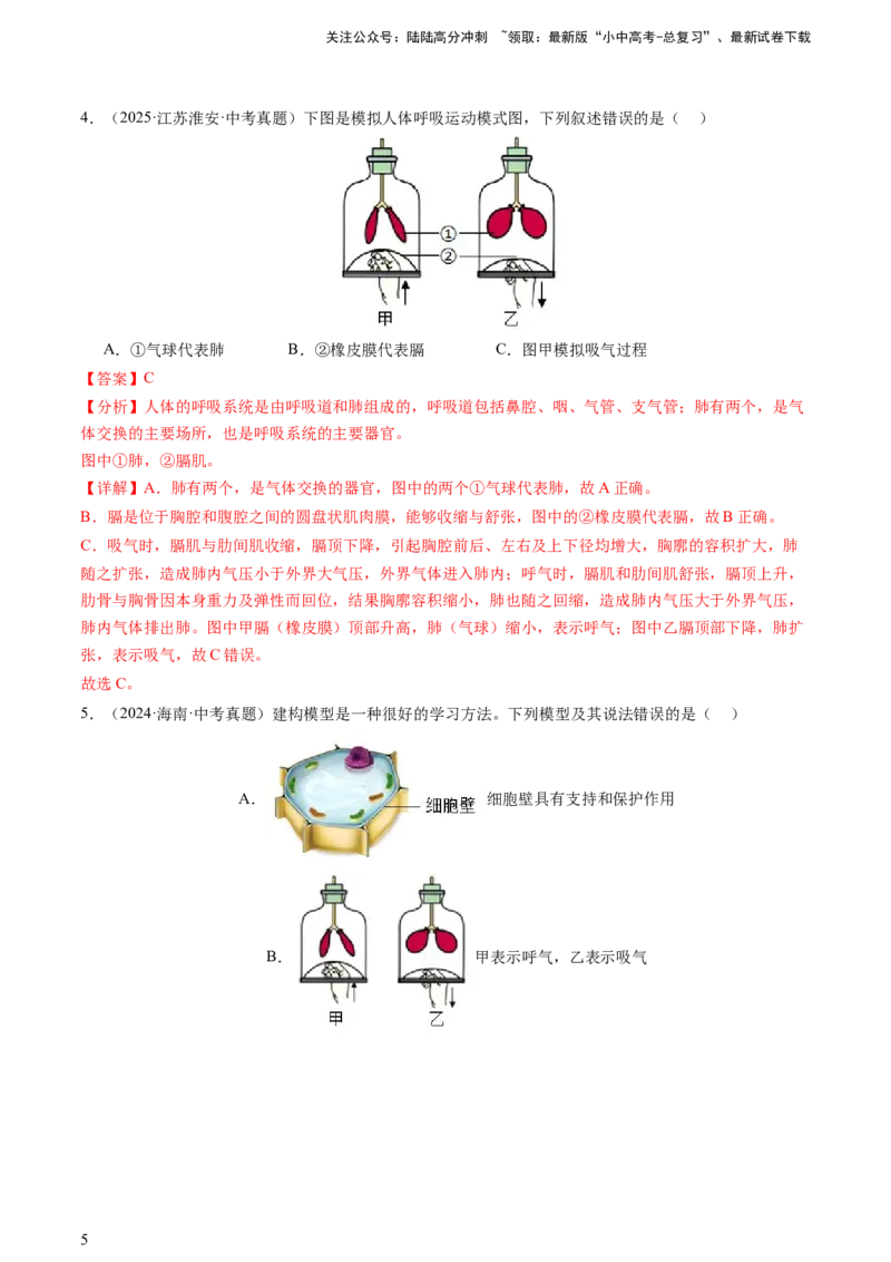 热点突破03人体生理活动模型构建（讲练）（解析版）_02中考总复习（2026版更新中）_08-生物-中考总复习_2025中考复习资料_2025中考二轮课件ppt+讲义+练习生物_讲义+练习