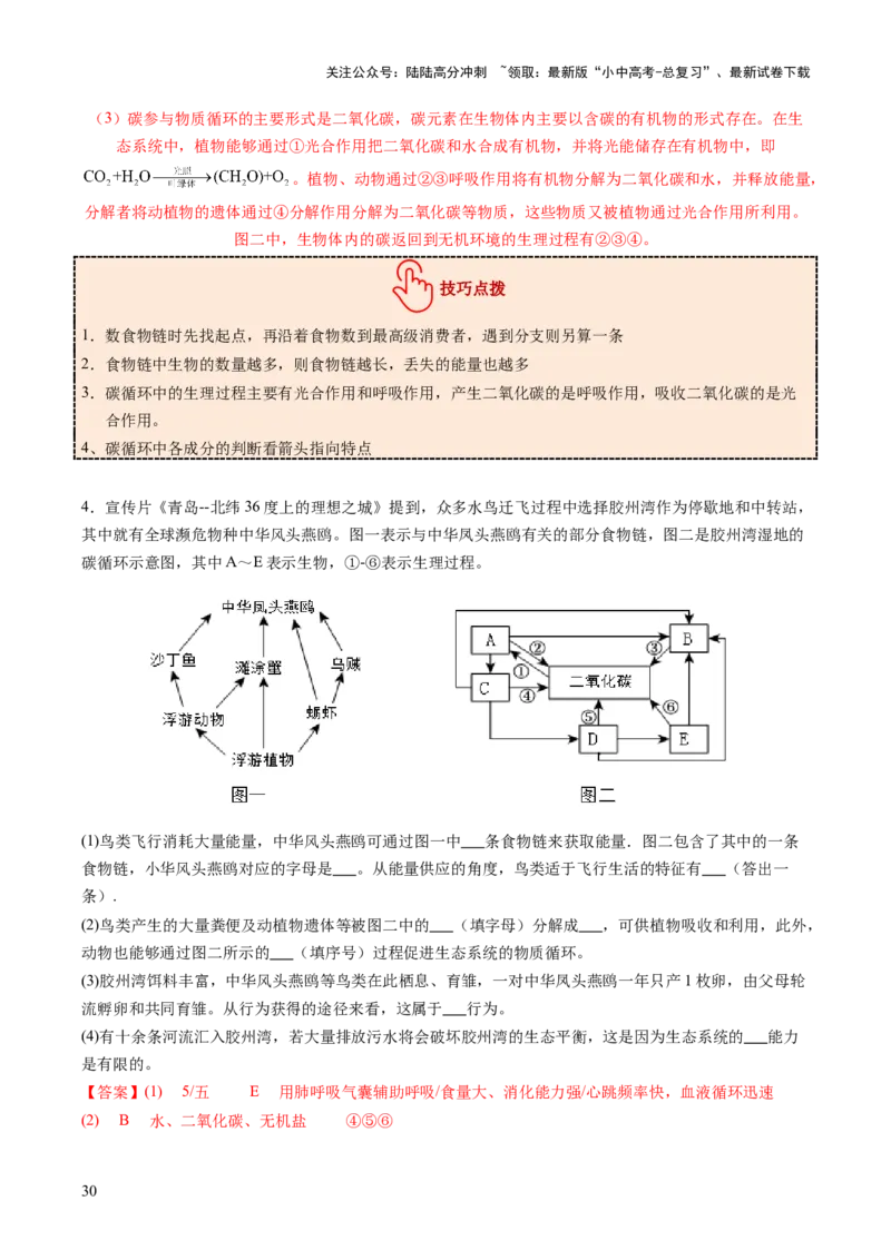 热点突破01食物网和碳循环模型的构建（讲练）（解析版）_02中考总复习（2026版更新中）_08-生物-中考总复习_2025中考复习资料_2025中考二轮课件ppt+讲义+练习生物_讲义+练习
