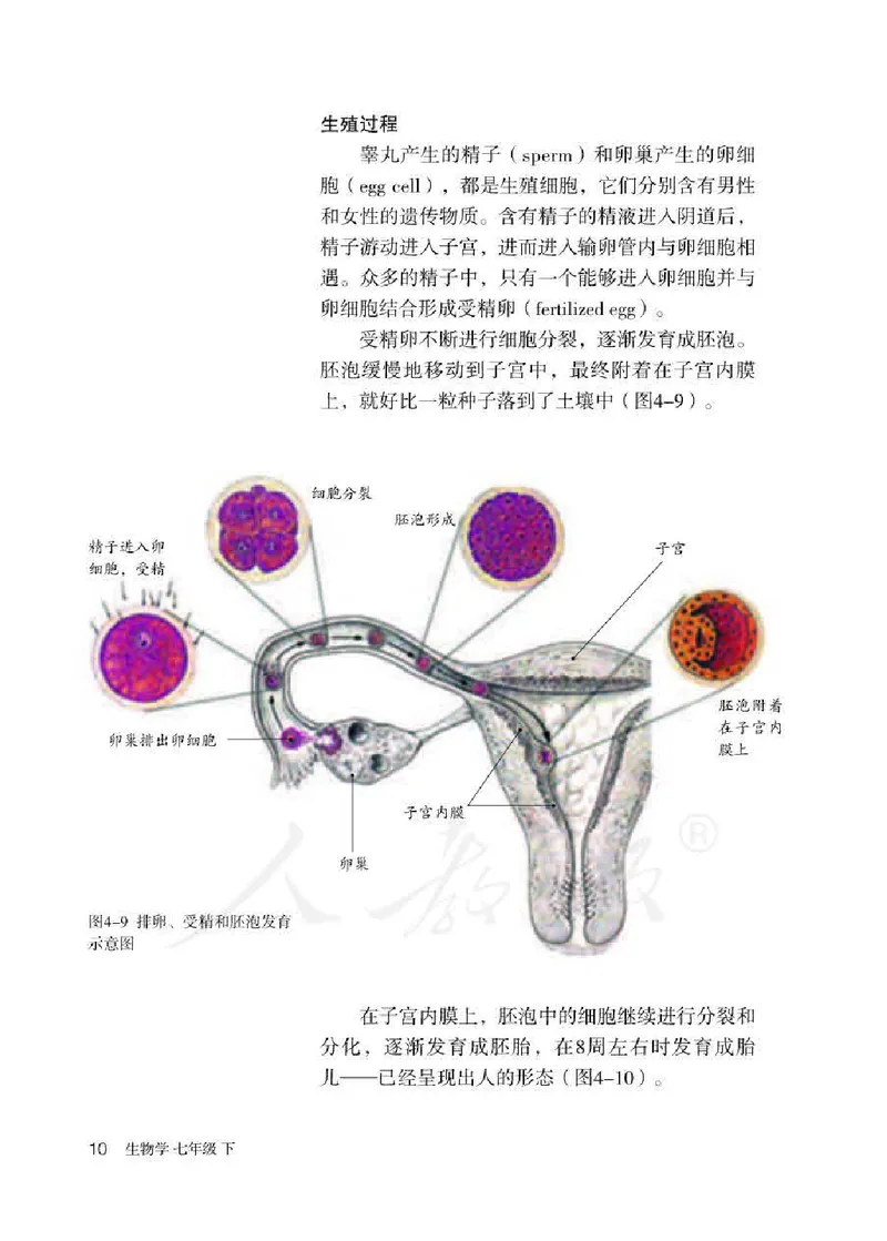 初中一年级下册生物_教资初高中_教资面试2025教资面试备考资料合集_教资面试资料合集_3、教资面试资料包大全_45大圣中小幼面试资料包_初中_生物_初中生物电子课本