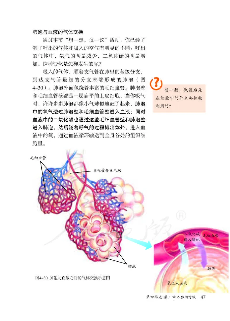 初中一年级下册生物_教资初高中_教资面试2025教资面试备考资料合集_教资面试资料合集_3、教资面试资料包大全_45大圣中小幼面试资料包_初中_生物_初中生物电子课本