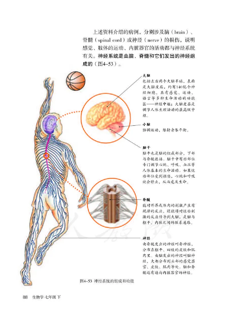 初中一年级下册生物_教资初高中_教资面试2025教资面试备考资料合集_教资面试资料合集_3、教资面试资料包大全_45大圣中小幼面试资料包_初中_生物_初中生物电子课本