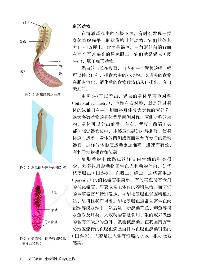 初中二年级上册生物_教资初高中_教资面试2025教资面试备考资料合集_教资面试资料合集_3、教资面试资料包大全_45大圣中小幼面试资料包_初中_生物_初中生物电子课本