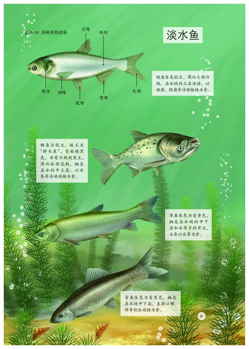 初中二年级上册生物_教资初高中_教资面试2025教资面试备考资料合集_教资面试资料合集_3、教资面试资料包大全_45大圣中小幼面试资料包_初中_生物_初中生物电子课本