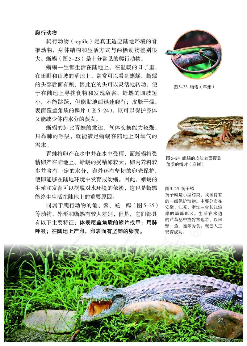 初中二年级上册生物_教资初高中_教资面试2025教资面试备考资料合集_教资面试资料合集_3、教资面试资料包大全_45大圣中小幼面试资料包_初中_生物_初中生物电子课本