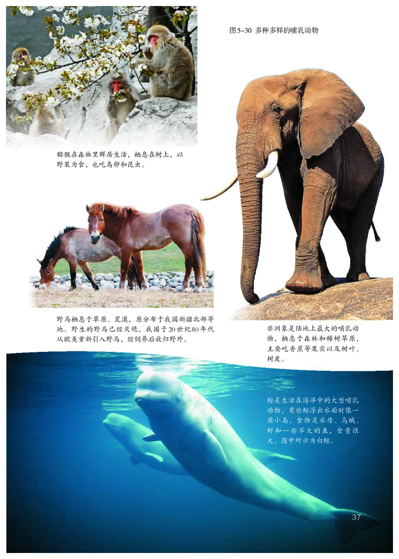 初中二年级上册生物_教资初高中_教资面试2025教资面试备考资料合集_教资面试资料合集_3、教资面试资料包大全_45大圣中小幼面试资料包_初中_生物_初中生物电子课本