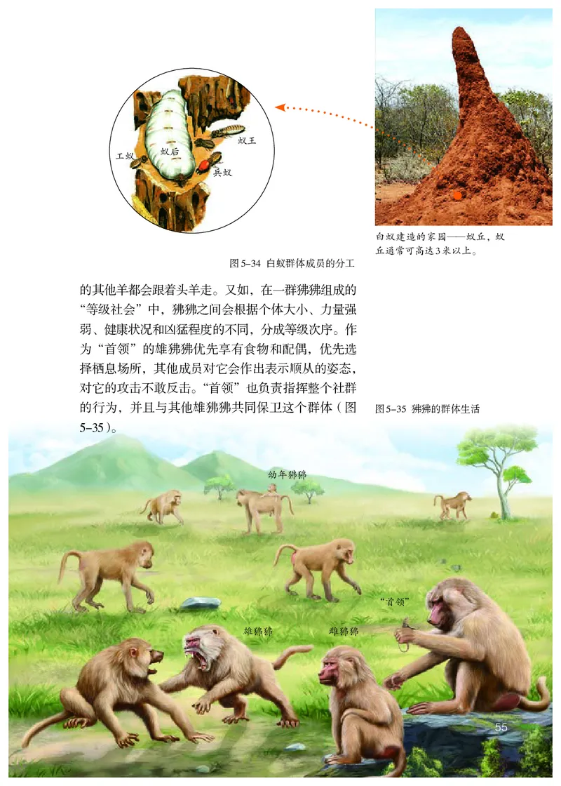 初中二年级上册生物_教资初高中_教资面试2025教资面试备考资料合集_教资面试资料合集_3、教资面试资料包大全_45大圣中小幼面试资料包_初中_生物_初中生物电子课本