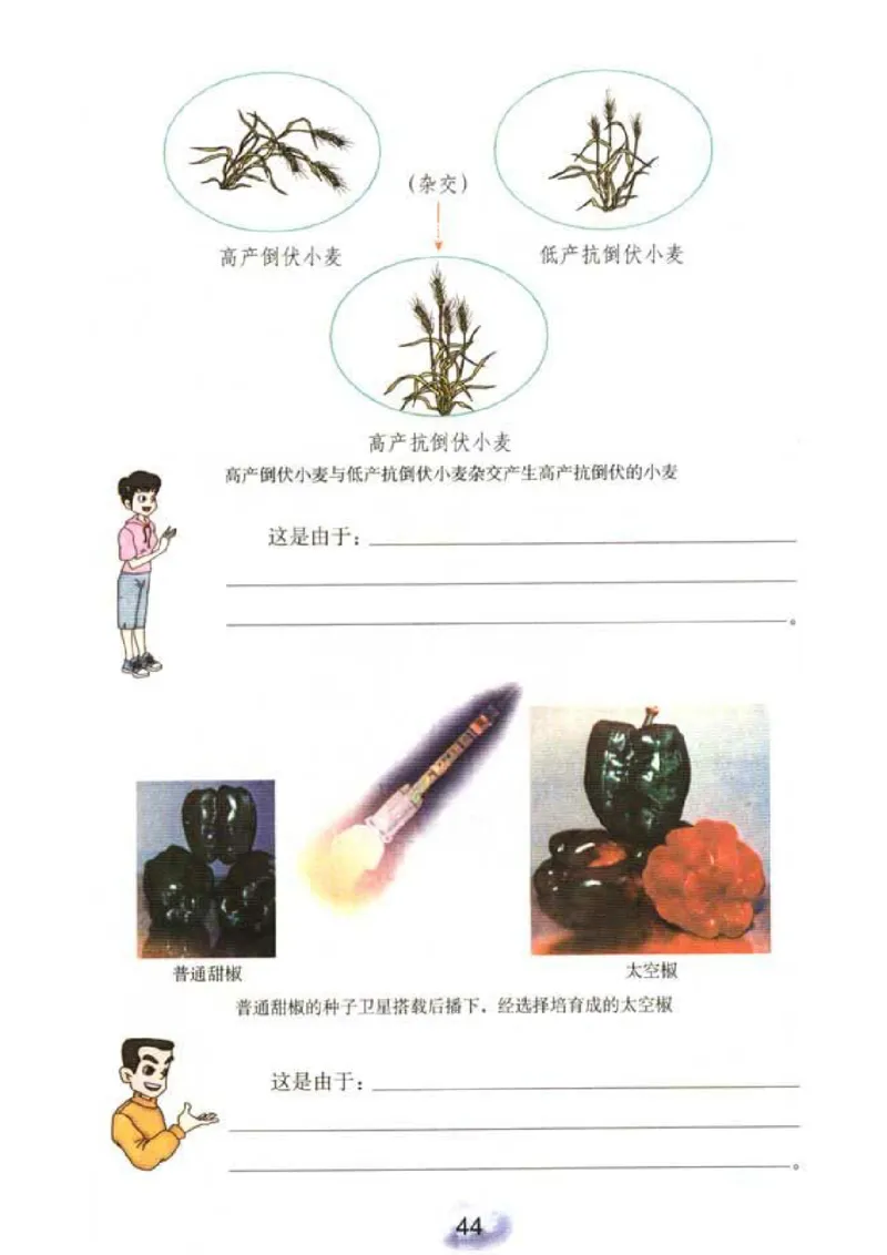 初中_生物_8_2(1)_教资初高中_教资面试2025教资面试备考资料合集_教资面试资料合集_2025教资面试资料_25上教资面试-小学资料包_20教材：全册_初中_初中生物