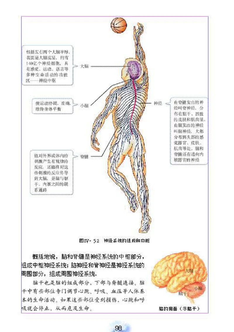 初中_生物_7_2(1)_教资初高中_教资面试2025教资面试备考资料合集_教资面试资料合集_2025教资面试资料_25上教资面试-小学资料包_20教材：全册_初中_初中生物