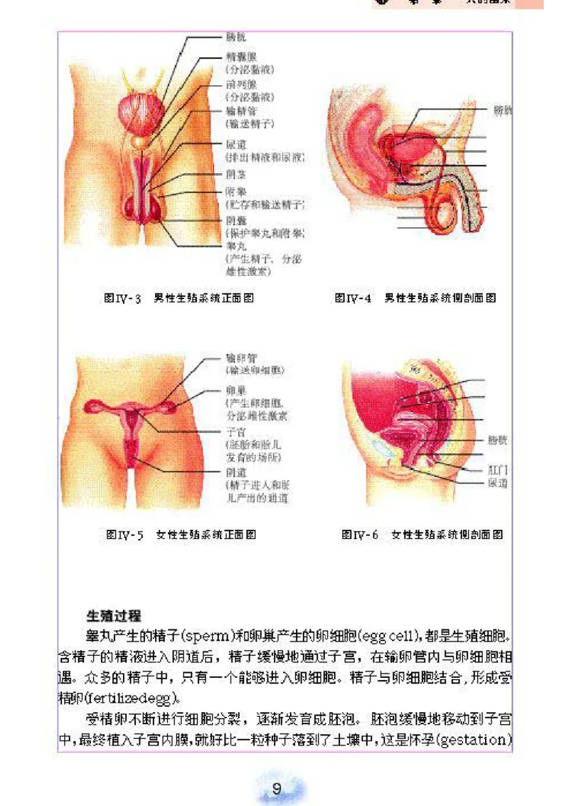 初中_生物_7_2(1)_教资初高中_教资面试2025教资面试备考资料合集_教资面试资料合集_2025教资面试资料_25上教资面试-小学资料包_20教材：全册_初中_初中生物
