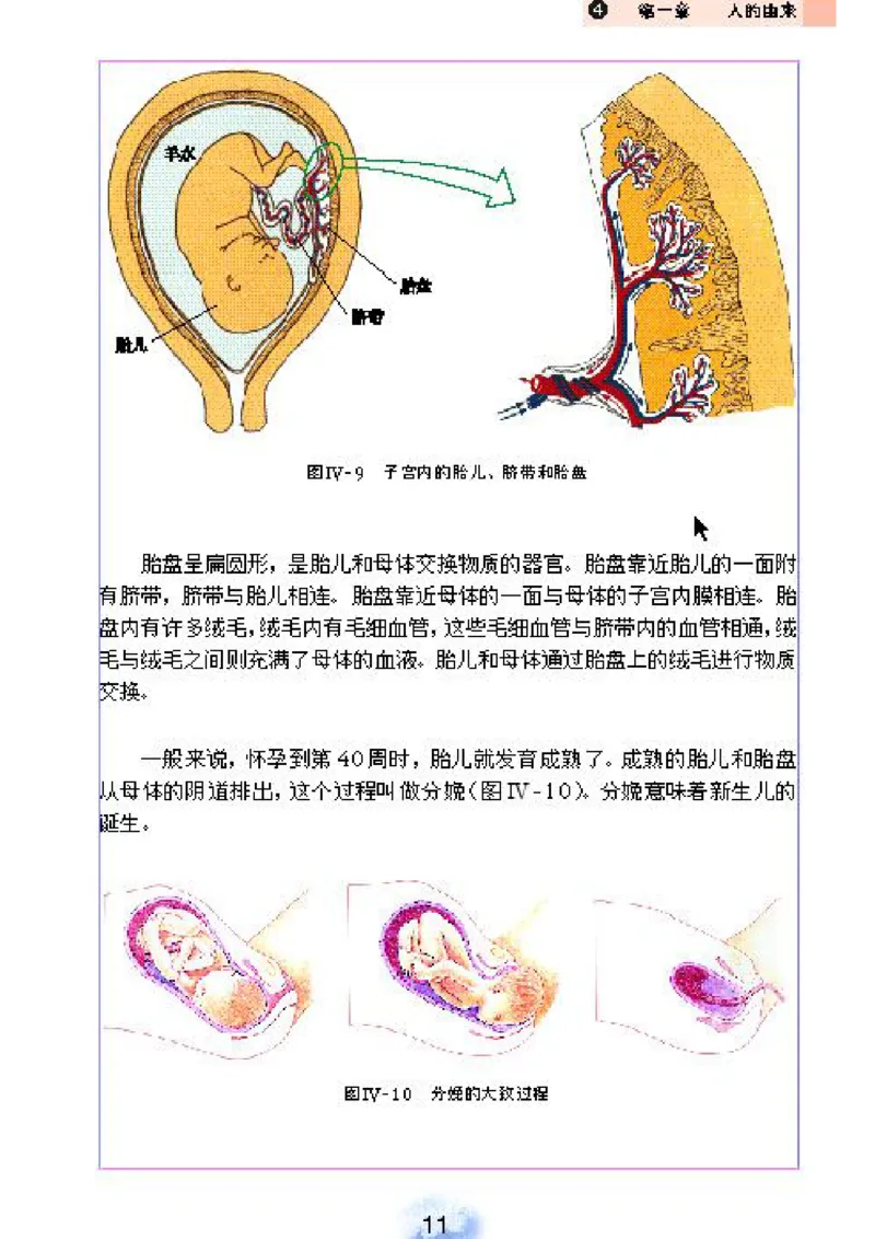 初中_生物_7_2(1)_教资初高中_教资面试2025教资面试备考资料合集_教资面试资料合集_2025教资面试资料_25上教资面试-小学资料包_20教材：全册_初中_初中生物