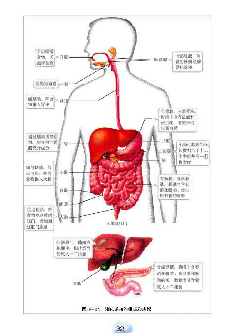 初中_生物_7_2(1)_教资初高中_教资面试2025教资面试备考资料合集_教资面试资料合集_2025教资面试资料_25上教资面试-小学资料包_20教材：全册_初中_初中生物