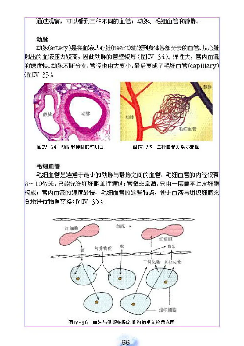 初中_生物_7_2(1)_教资初高中_教资面试2025教资面试备考资料合集_教资面试资料合集_2025教资面试资料_25上教资面试-小学资料包_20教材：全册_初中_初中生物