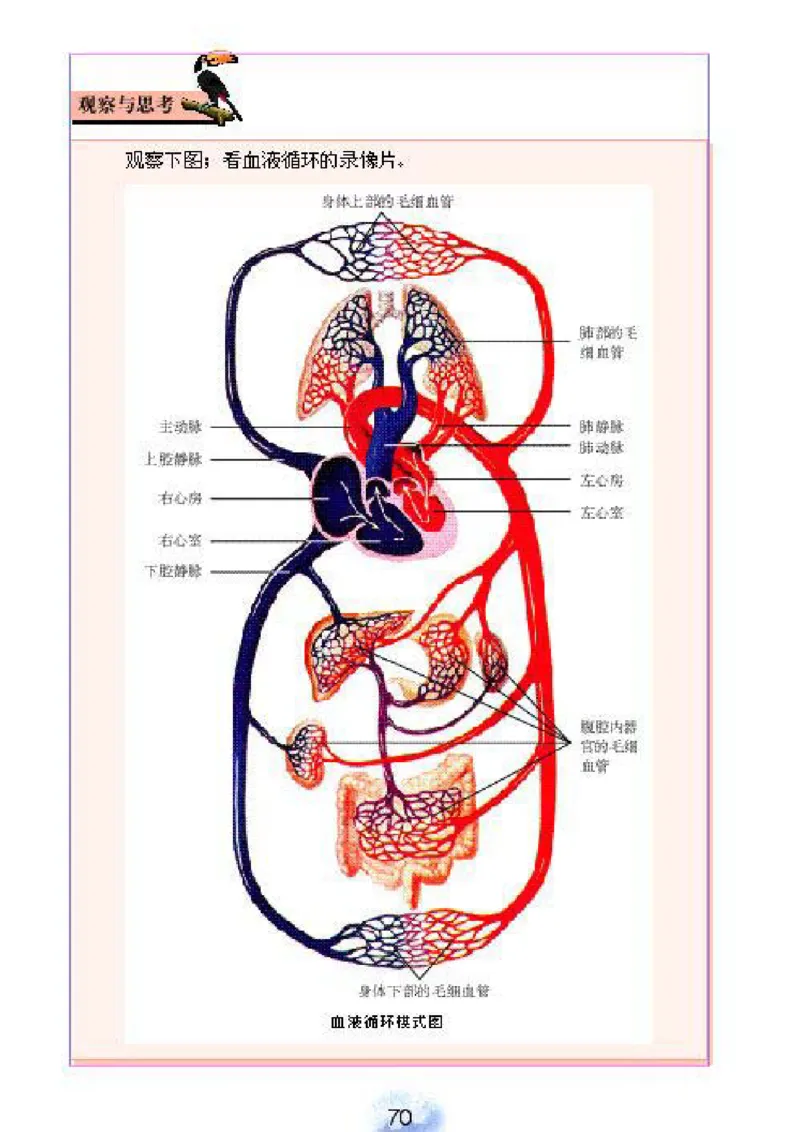 初中_生物_7_2(1)_教资初高中_教资面试2025教资面试备考资料合集_教资面试资料合集_2025教资面试资料_25上教资面试-小学资料包_20教材：全册_初中_初中生物