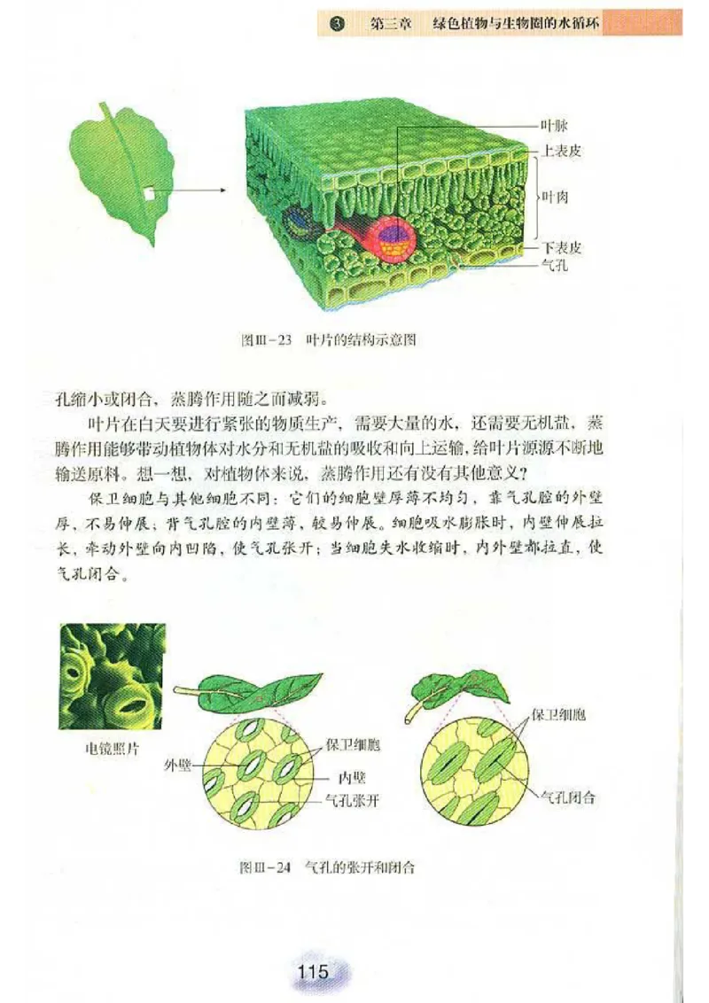 初中_生物_7_1(1)_教资初高中_教资面试2025教资面试备考资料合集_教资面试资料合集_2025教资面试资料_25上教资面试-小学资料包_20教材：全册_初中_初中生物