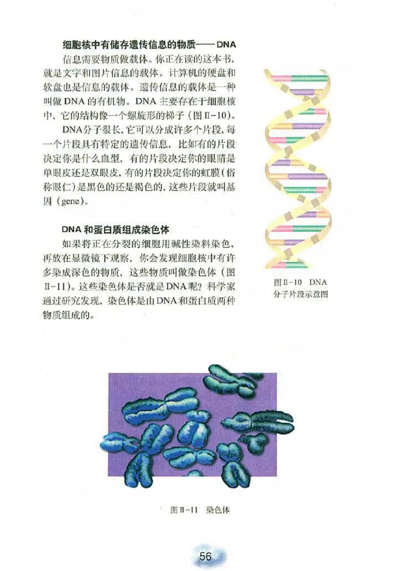 初中_生物_7_1(1)_教资初高中_教资面试2025教资面试备考资料合集_教资面试资料合集_2025教资面试资料_25上教资面试-小学资料包_20教材：全册_初中_初中生物