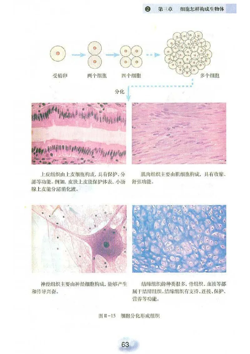 初中_生物_7_1(1)_教资初高中_教资面试2025教资面试备考资料合集_教资面试资料合集_2025教资面试资料_25上教资面试-小学资料包_20教材：全册_初中_初中生物