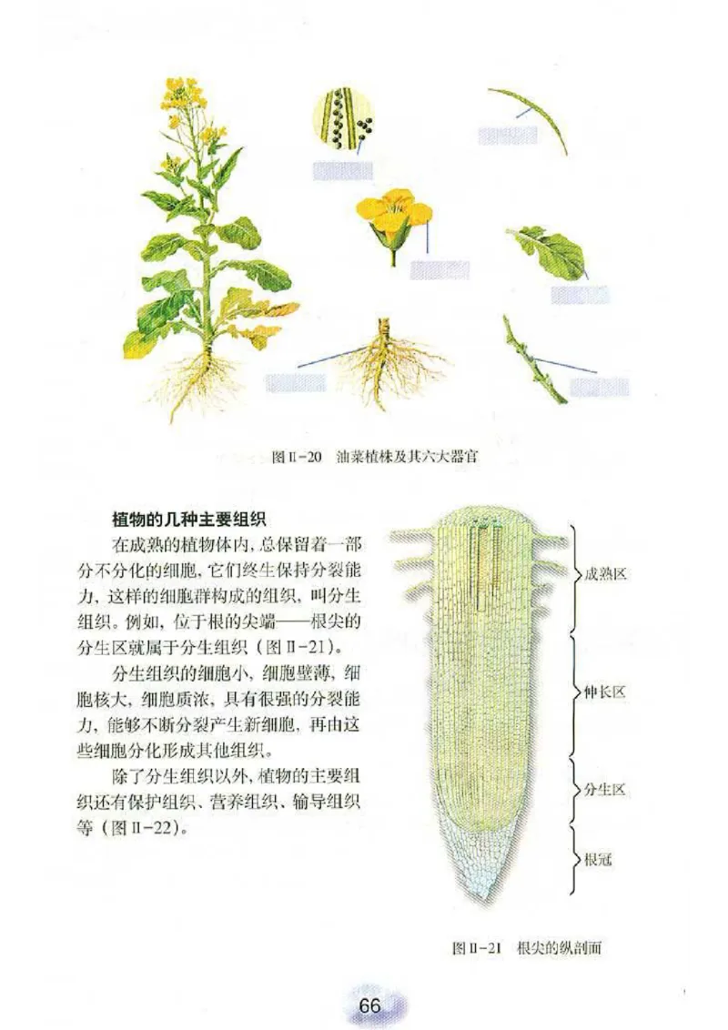 初中_生物_7_1(1)_教资初高中_教资面试2025教资面试备考资料合集_教资面试资料合集_2025教资面试资料_25上教资面试-小学资料包_20教材：全册_初中_初中生物