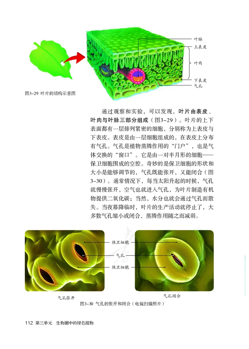 初中一年级上册生物_教资初高中_教资面试2025教资面试备考资料合集_教资面试资料合集_3、教资面试资料包大全_45大圣中小幼面试资料包_初中_生物_初中生物电子课本