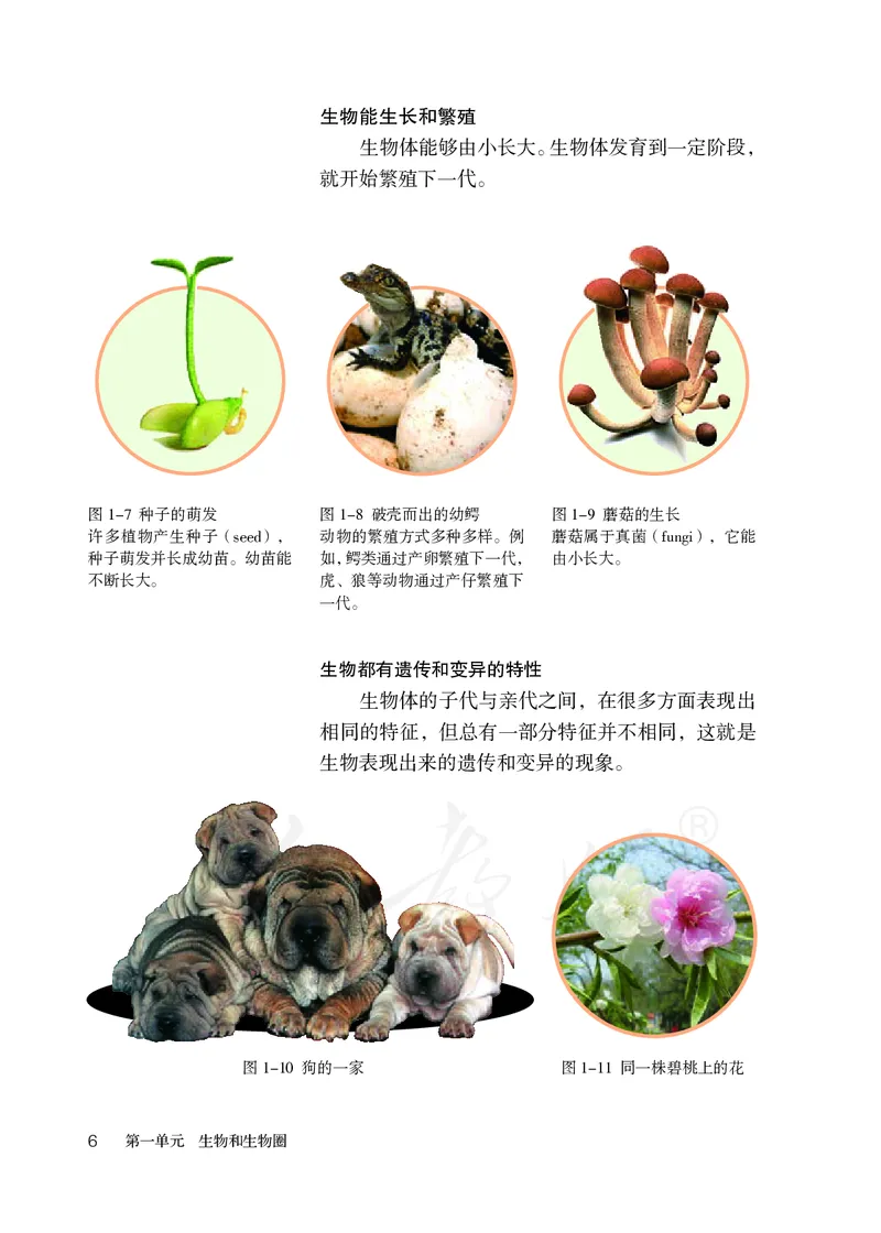 初中一年级上册生物_教资初高中_教资面试2025教资面试备考资料合集_教资面试资料合集_3、教资面试资料包大全_45大圣中小幼面试资料包_初中_生物_初中生物电子课本