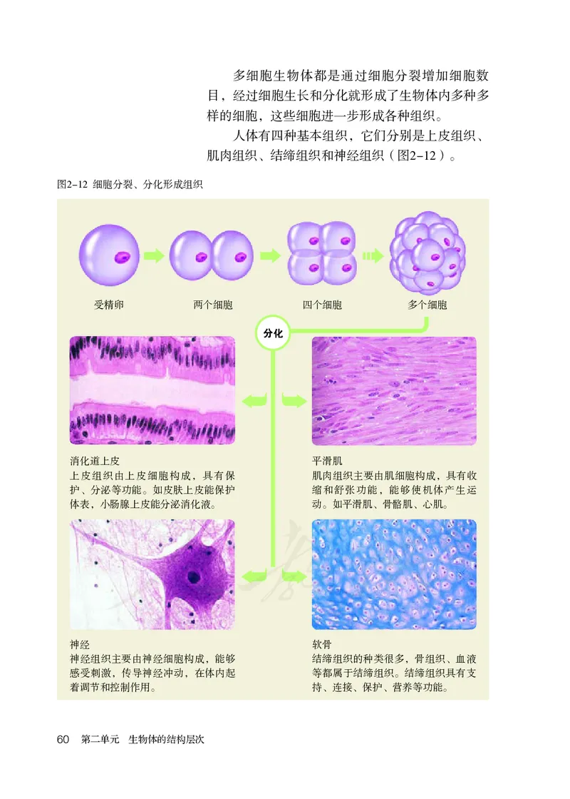 初中一年级上册生物_教资初高中_教资面试2025教资面试备考资料合集_教资面试资料合集_3、教资面试资料包大全_45大圣中小幼面试资料包_初中_生物_初中生物电子课本