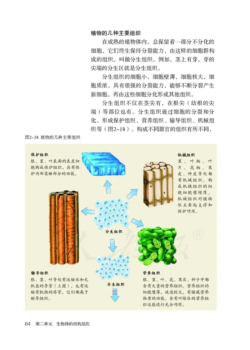 初中一年级上册生物_教资初高中_教资面试2025教资面试备考资料合集_教资面试资料合集_3、教资面试资料包大全_45大圣中小幼面试资料包_初中_生物_初中生物电子课本