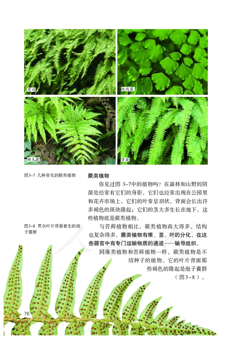 初中一年级上册生物_教资初高中_教资面试2025教资面试备考资料合集_教资面试资料合集_3、教资面试资料包大全_45大圣中小幼面试资料包_初中_生物_初中生物电子课本