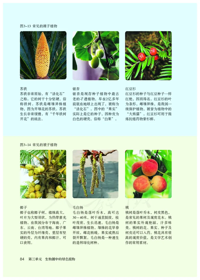 初中一年级上册生物_教资初高中_教资面试2025教资面试备考资料合集_教资面试资料合集_3、教资面试资料包大全_45大圣中小幼面试资料包_初中_生物_初中生物电子课本