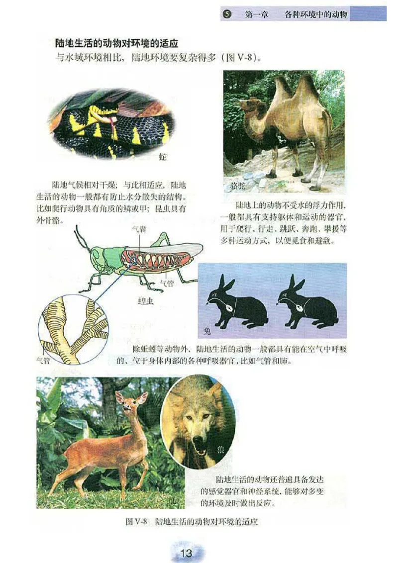 初中_生物_8_1(1)_教资初高中_教资面试2025教资面试备考资料合集_教资面试资料合集_2025教资面试资料_25上教资面试-小学资料包_20教材：全册_初中_初中生物