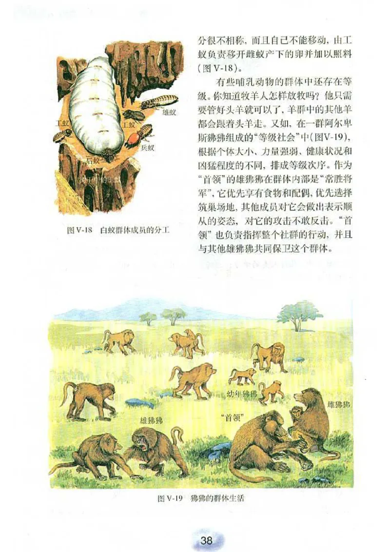 初中_生物_8_1(1)_教资初高中_教资面试2025教资面试备考资料合集_教资面试资料合集_2025教资面试资料_25上教资面试-小学资料包_20教材：全册_初中_初中生物